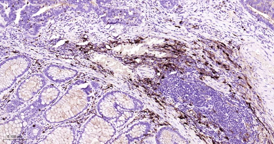 CD63 Mouse mAb(bsm-43117M)-50u