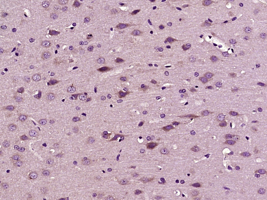 IRS3 Rabbit pAb(bs-0186R)-50ul