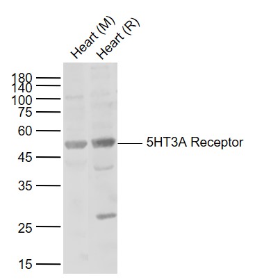 5HT3A Receptor Rabbit pAb(bs-1