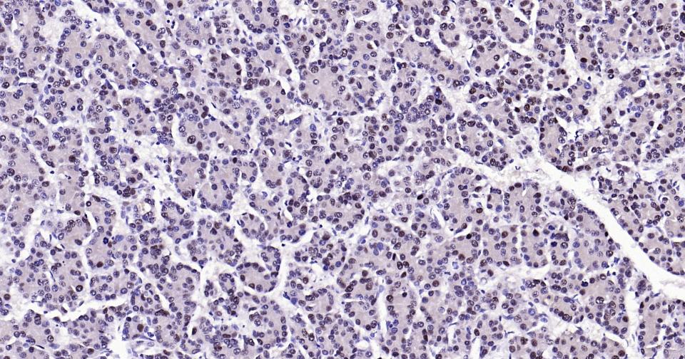 PCNA Rabbit pAb(bs-10889R)-50u