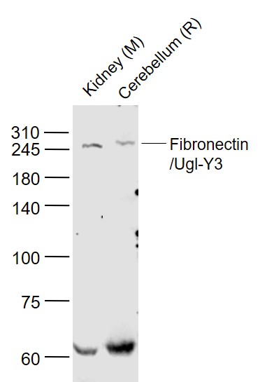 Fibronectin/Ugl-Y3 Rabbit pAb(
