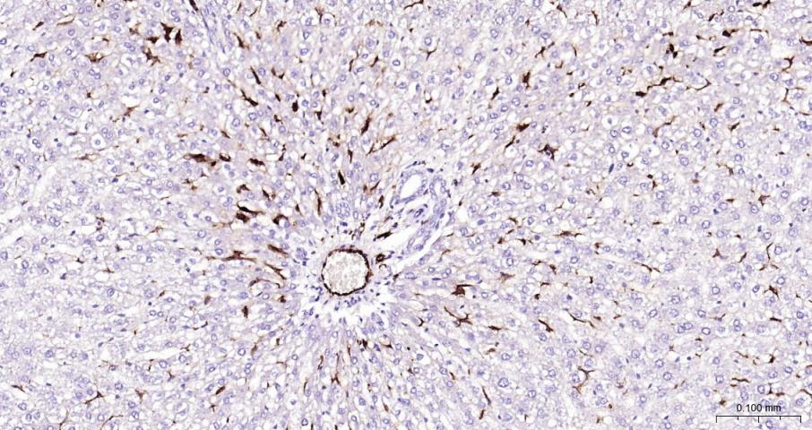 CD163 Rabbit pAb(bs-2527R)-50u