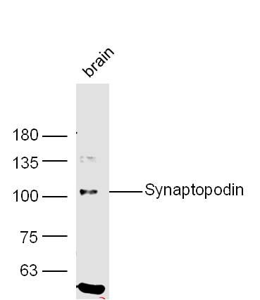 Synaptopodin Rabbit pAb(bs-363