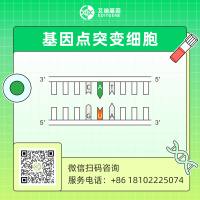 先导编辑（PE）基因点突变细胞稳转株构建服务（支持原代/难转染细胞的单点/多点突变；单碱基/多碱基编辑）