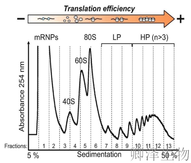 超越转录组，您的翻译组学研究最佳合作伙伴， 让核糖体的“工作实况”一目了然