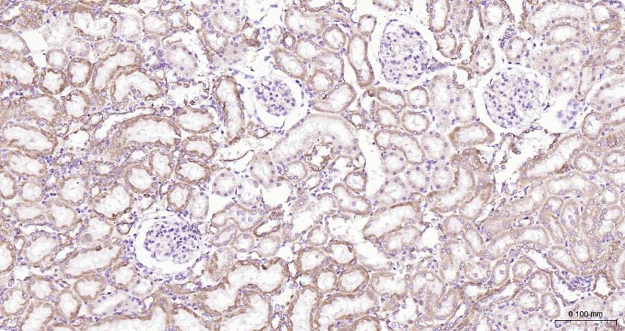 Cytochrome C Rabbit pAb(bs-001