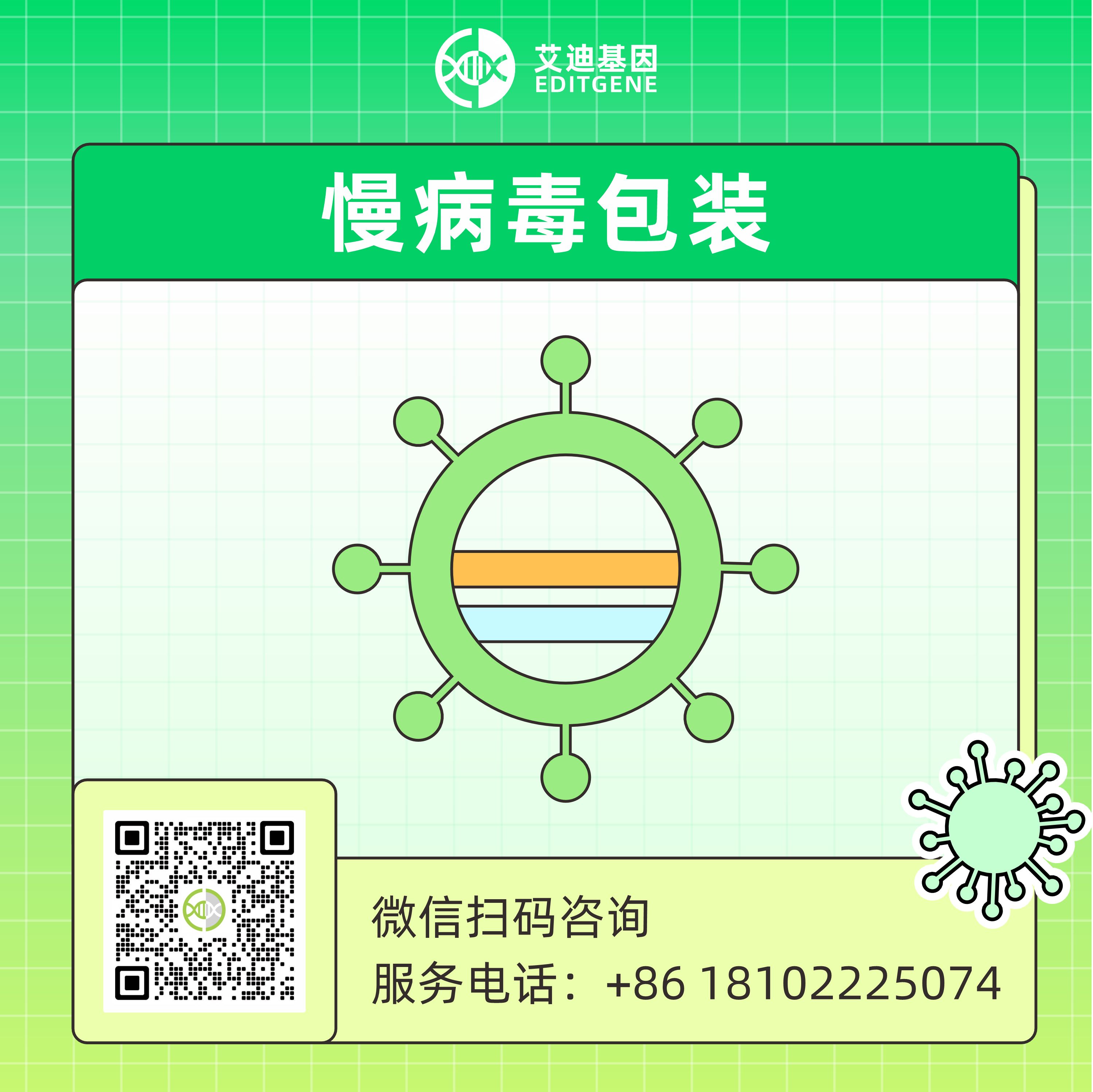 慢病毒(LV)包装服务(敲除慢病毒/过表达慢病毒/干扰慢病毒/文库病毒 )