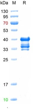 Recombinant mouse CD84 protein