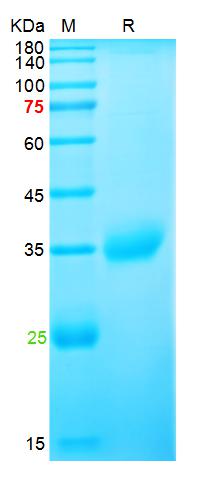 Recombinant SARS-Cov-2 Spike R