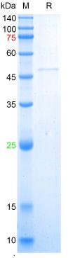 Recombinant human AD7c-NTP pro
