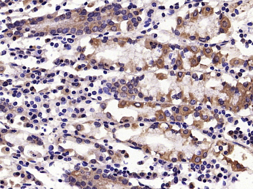 IL33 Rabbit pAb(bs-2208R)-50ul