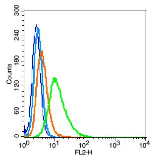 Brain2 Rabbit pAb(bs-10077R)-5