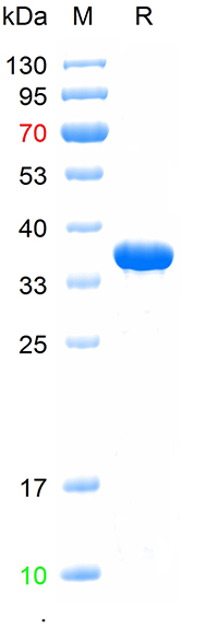Recombinant human Annexin V pr