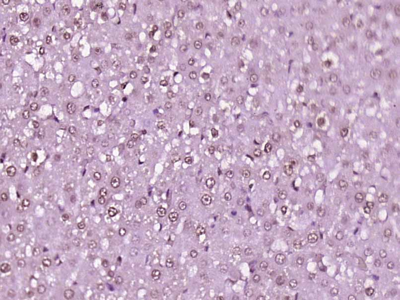 USP15 Rabbit pAb(bs-8752R)-50u