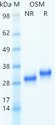 Recombinant human OSM protein