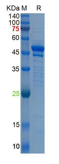 Recombinant MERS-CoV N protein
