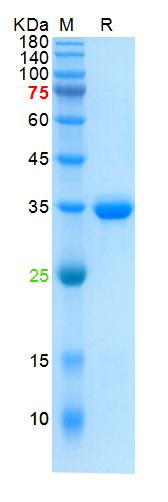 Recombinant human COX2 protein