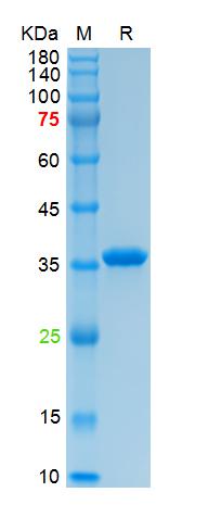Recombinant human Annexin V pr