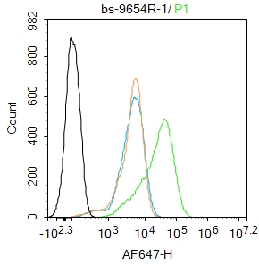 14-3-3 Rabbit pAb(bs-9654R)-50