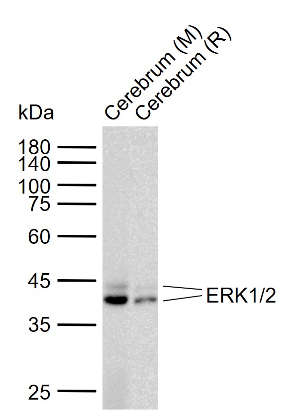 ERK1/2 Mouse mAb(bsm-33232M)-5