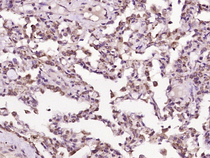 MSF/Cell division control prot