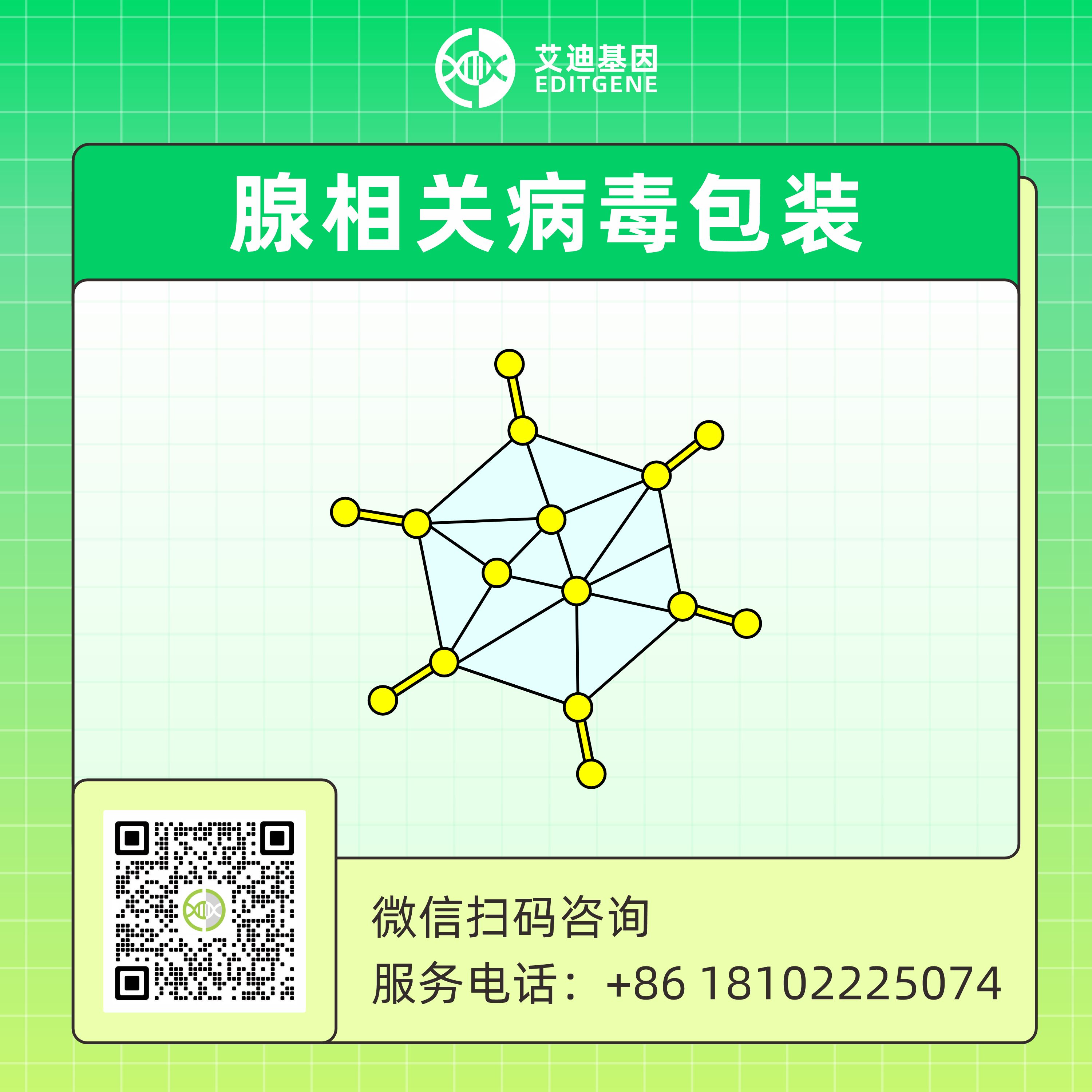 腺相关病毒包装（AAV）/重组腺相关病毒包装  （rAAV）服务