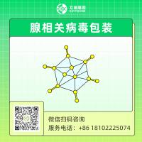 腺相关病毒包装（AAV）/重组腺相关病毒包装  （rAAV）服务