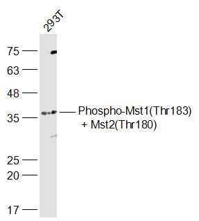 phospho-Mst1(Thr183) + Mst2(Th
