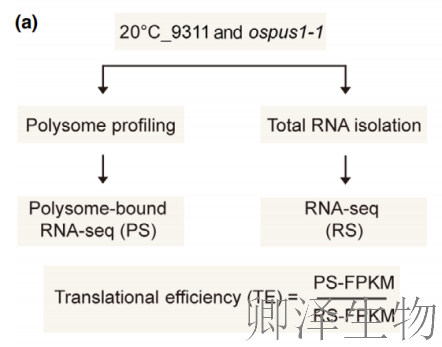 超越转录组，您的翻译组学研究最佳合作伙伴， 让核糖体的“工作实况”一目了然