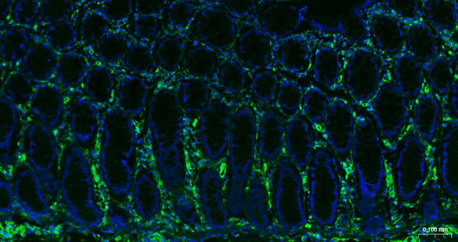 Vimentin Mouse mAb(bsm-33170M)