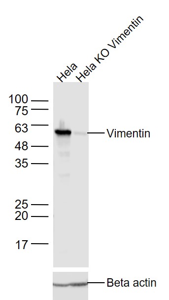 Vimentin Mouse mAb(bsm-33170M)