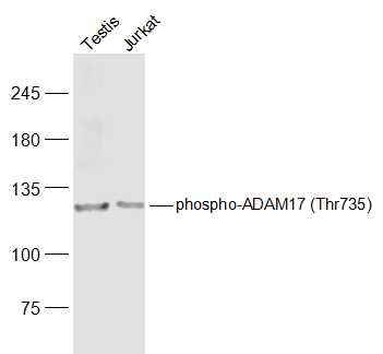 phospho-ADAM17 (Thr735) Rabbit