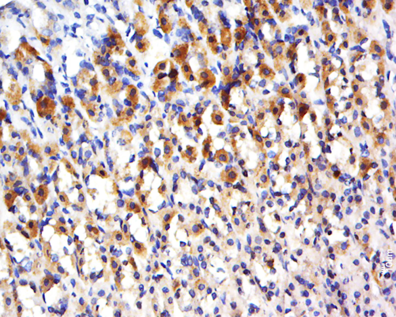 CCDC136 Rabbit pAb(bs-8090R)-5