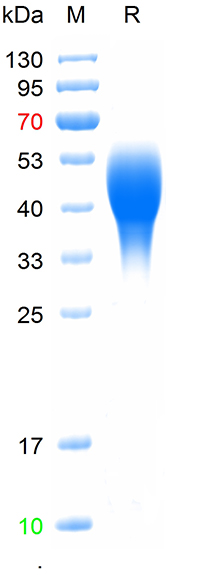 Recombinant human GPR37 protei