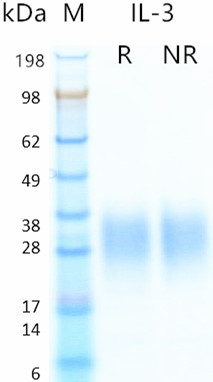Recombinant human IL-3 protein