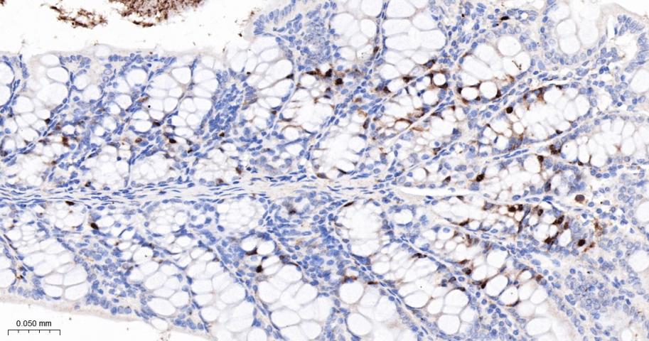 CCNA2 Recombinant Rabbit mAb(b