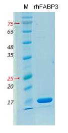 Recombinant human FABP3 protei