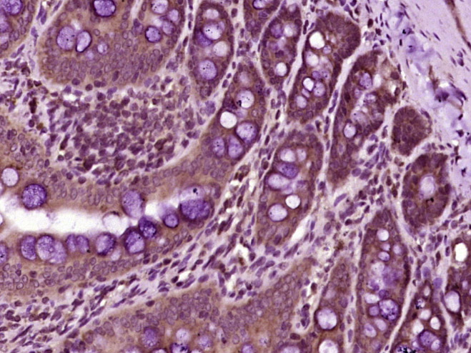 phospho-PLK1 (Ser137) Rabbit p