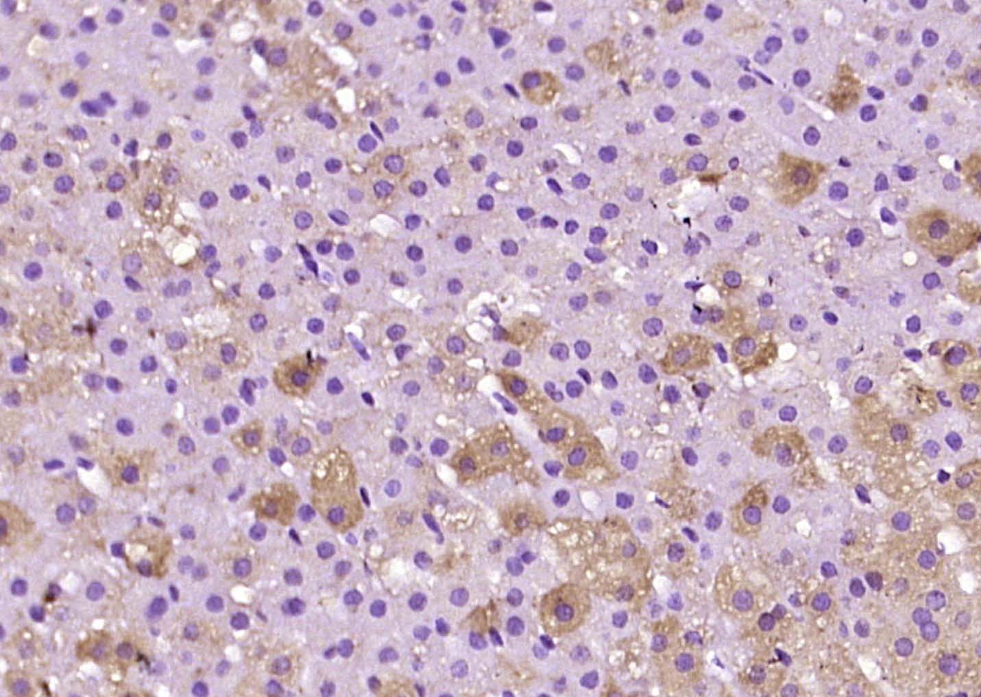 Adrenodoxin Rabbit pAb(bs-1142