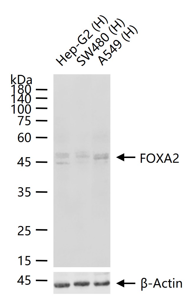 FOXA2 Rabbit pAb(bs-2358R)-50u