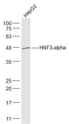 HNF3-alpha/FOXA1 Rabbit pAb(bs