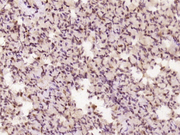 DNA Polymerase lambda Rabbit p