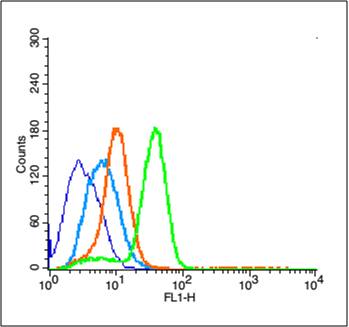 RUNX2 Rabbit pAb(bs-20003R)-50
