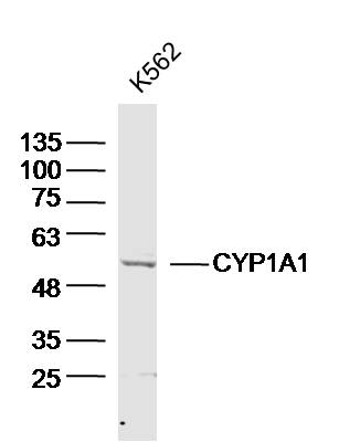 CYP1A1 Rabbit pAb(bs-1606R)-50
