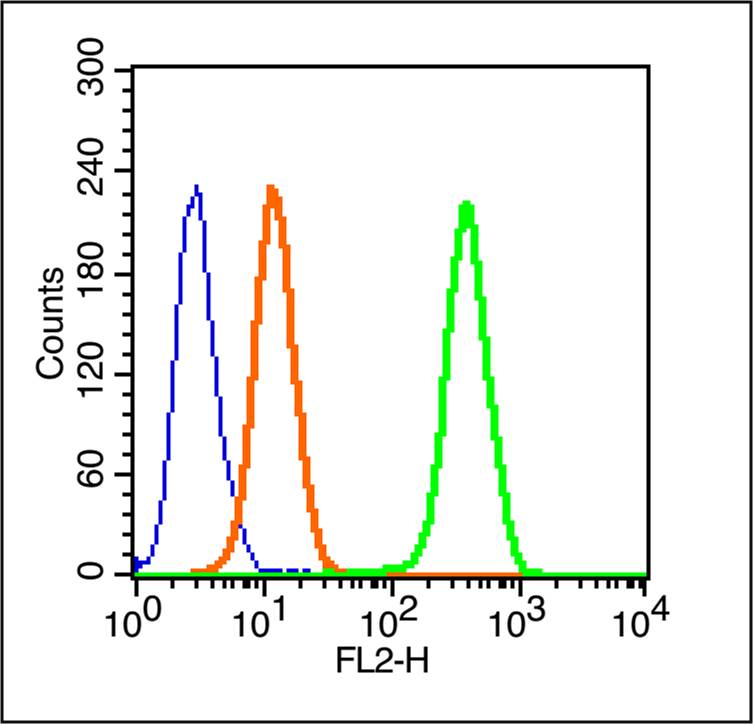 Cytokeratin 1 Rabbit pAb(bs-12