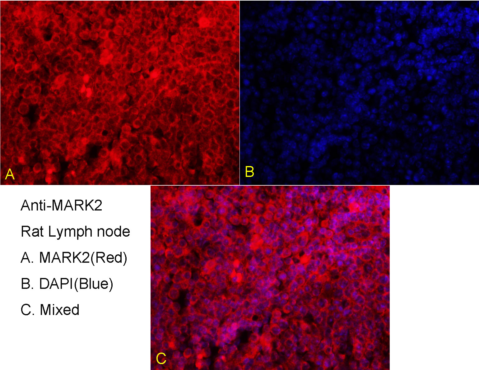 MARK2 Rabbit pAb(bs-5741R)-50u