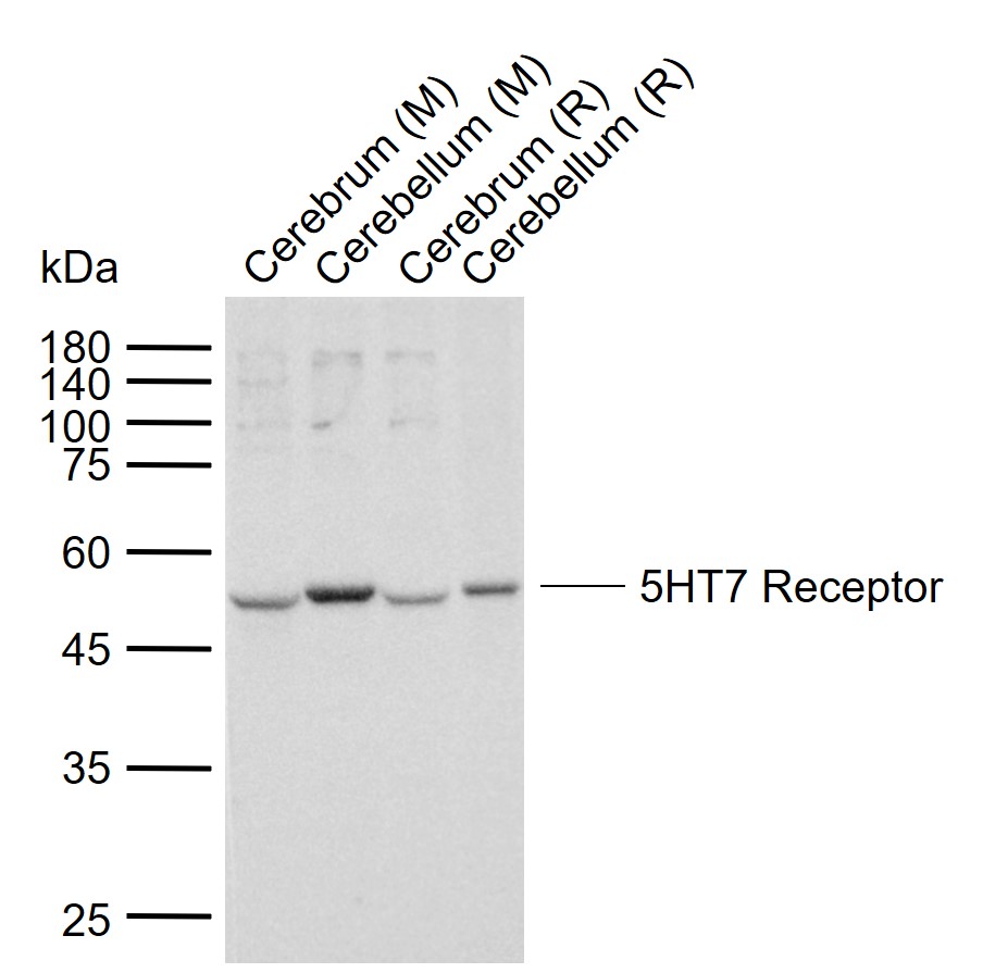 5HT7 Receptor Rabbit pAb(bs-12