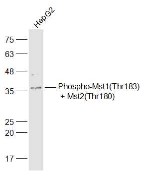 phospho-Mst1(Thr183) + Mst2(Th