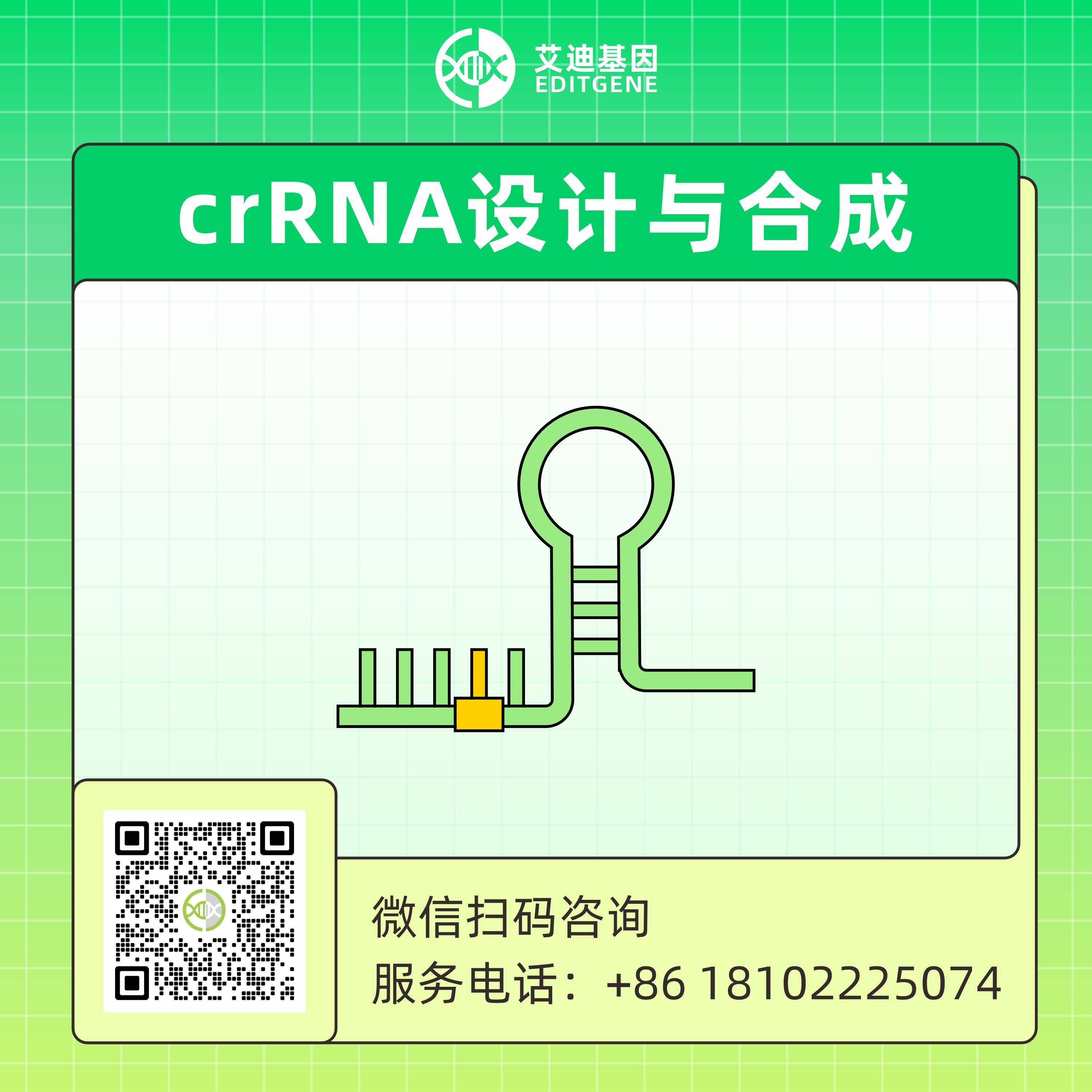 crRNA设计合成/sgRNA合成