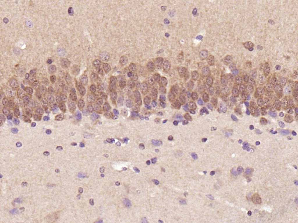 ERK1/2 Mouse mAb(bsm-33232M)-5